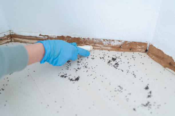 Best Flea Control Services  in Delevan, NY